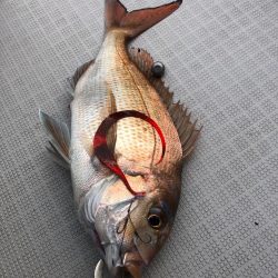 タイラバ
