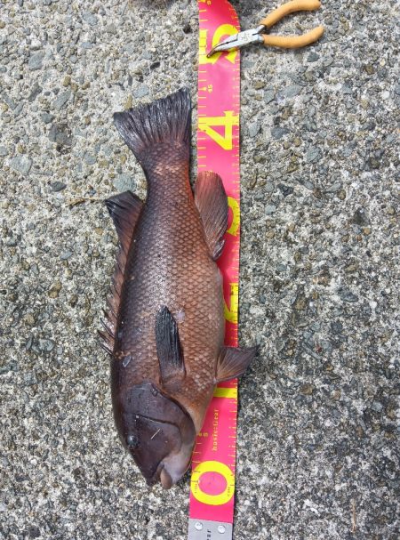 コブダイ釣り