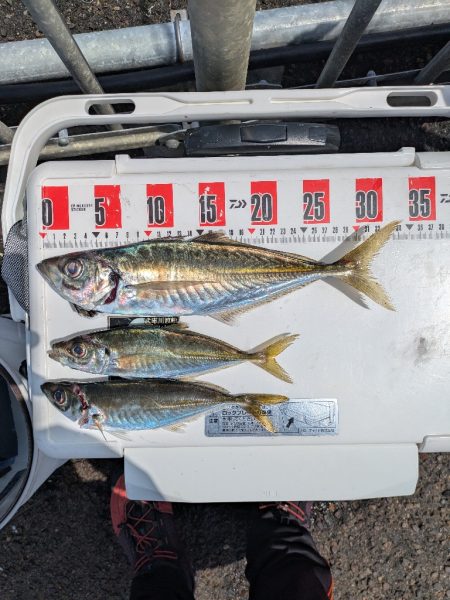 大鯵狙い