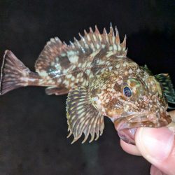 カサゴ