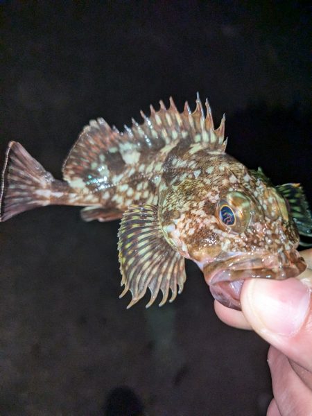 カサゴ