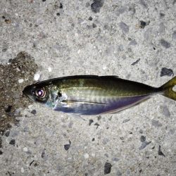 時合な釣り