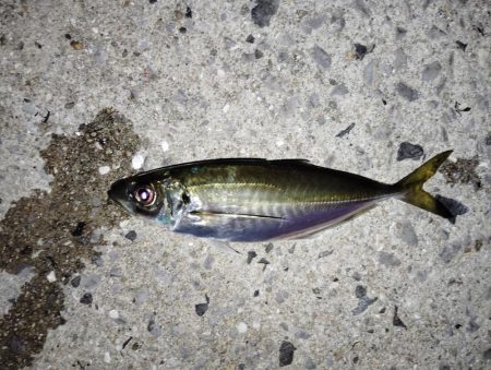 時合な釣り