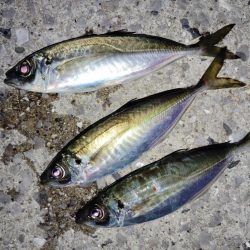 偶然のお土産