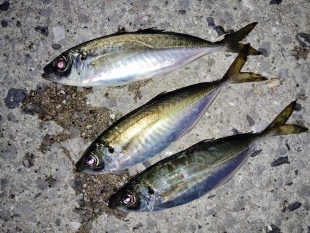 偶然のお土産