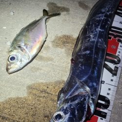 見えタチウオ