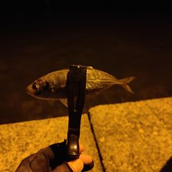 初釣行