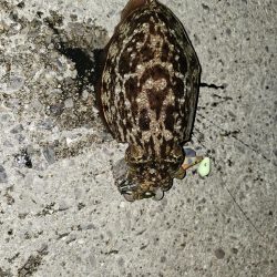 コウイカ釣り