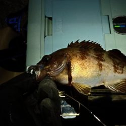 1ヶ月ぶりの釣果