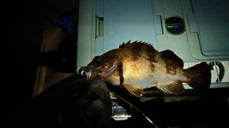1ヶ月ぶりの釣果