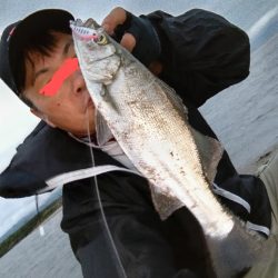 ヒラセイゴ釣れました!