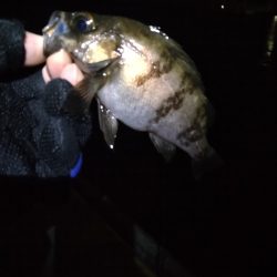 根魚