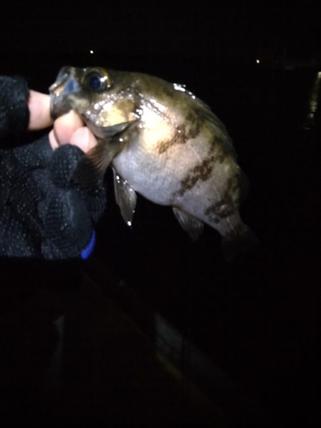 根魚
