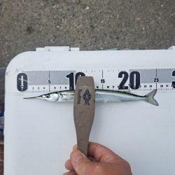春探しの釣り