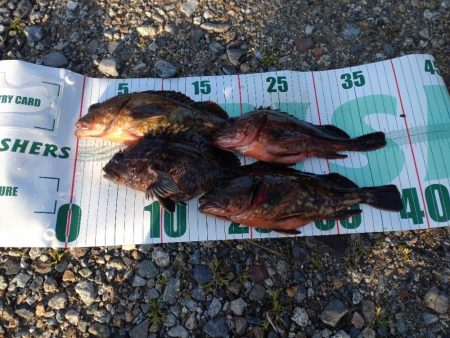 根魚（お）