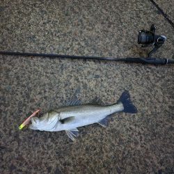 複数安打🐟