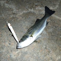 シーバス初釣行