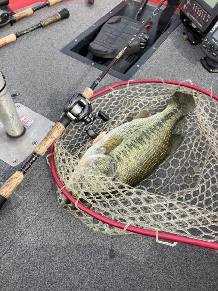 北山田プリ50cm、37cm