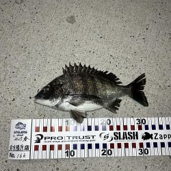 釣り始め