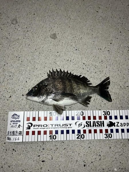 釣り始め