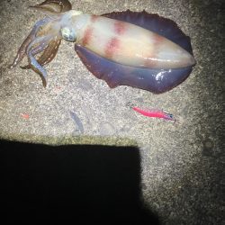 今年初春イカ
