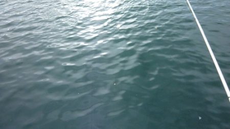 爆風の中粘り腰の小鯵７０匹以上爆釣