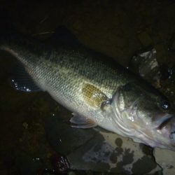 4月のバス釣り