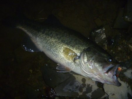 4月のバス釣り