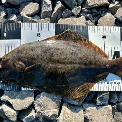 久しぶりの釣果