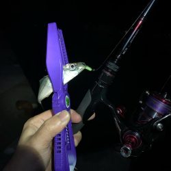 アジング釣査
