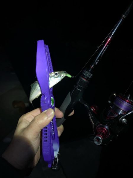 アジング釣査