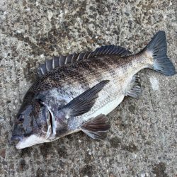 ヘチ釣り