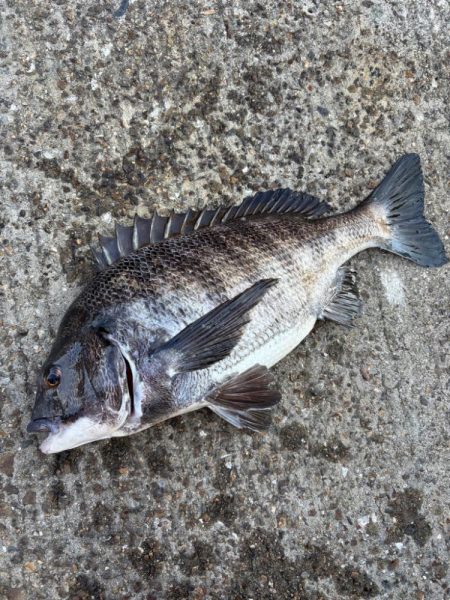 ヘチ釣り