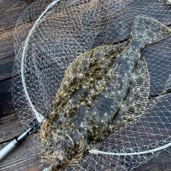 南伊勢筏釣り