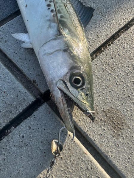 ライトショアジギング🎣
