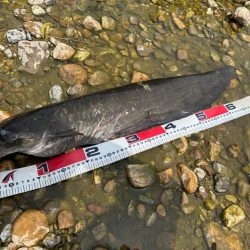 ナマズ釣り