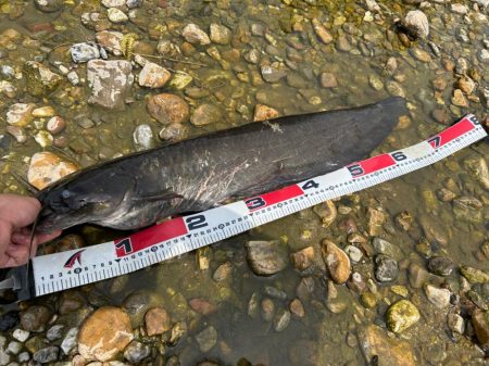 ナマズ釣り