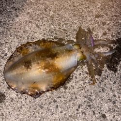 春エギング開幕