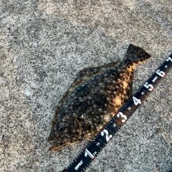 アジの泳がせでヒラメ