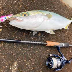 小規模なハマチの群れが回遊してる感じにゃ！