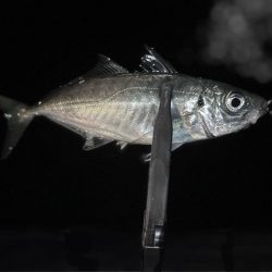 一魚一会