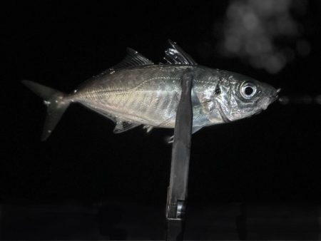 一魚一会