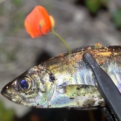 光魚楽釣