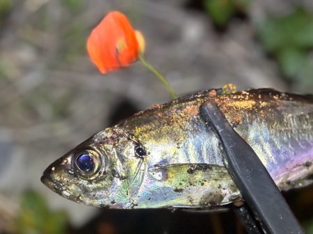 光魚楽釣