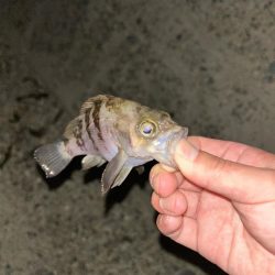 メバリング