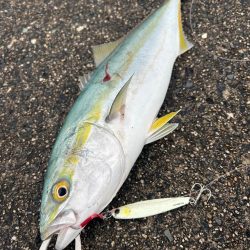 青物