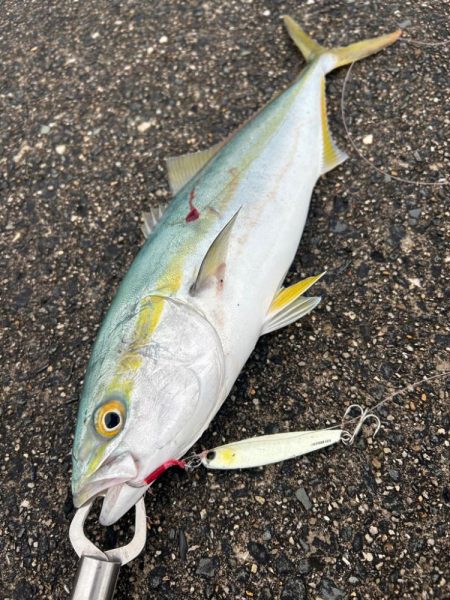 青物