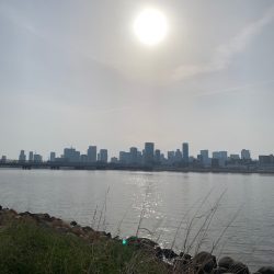 淀川のキビレ