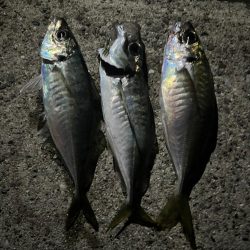 いつものアジング