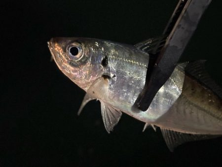 風月遊魚